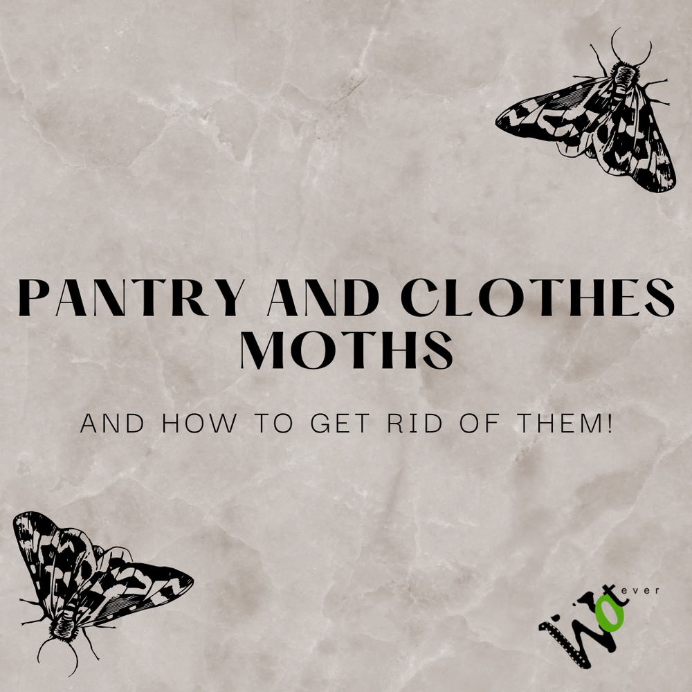 Clothes and Pantry Moths How to get rid of them wotever inc.