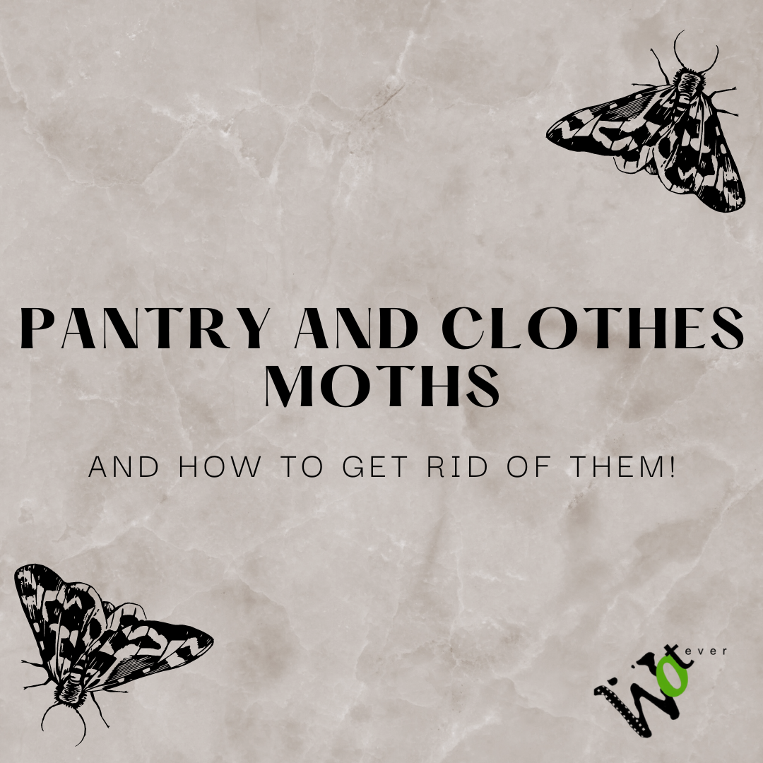 How to get rid of pantry moths naturally and keep them away for