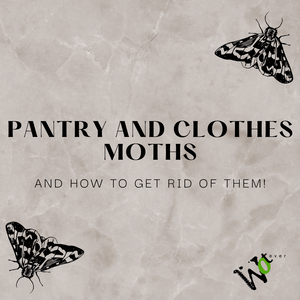Clothes and Pantry Moths - How to get rid of them